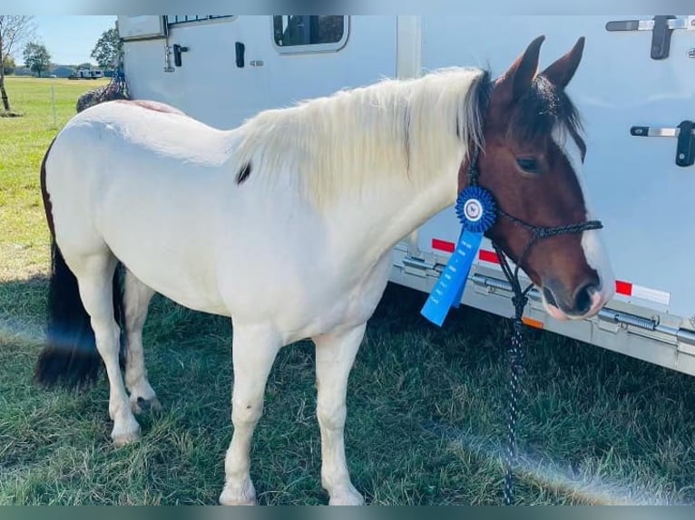 Cob Irlandese / Tinker / Gypsy Vanner Mix Castrone 6 Anni 152 cm Pezzato in Mount Vernon, MO