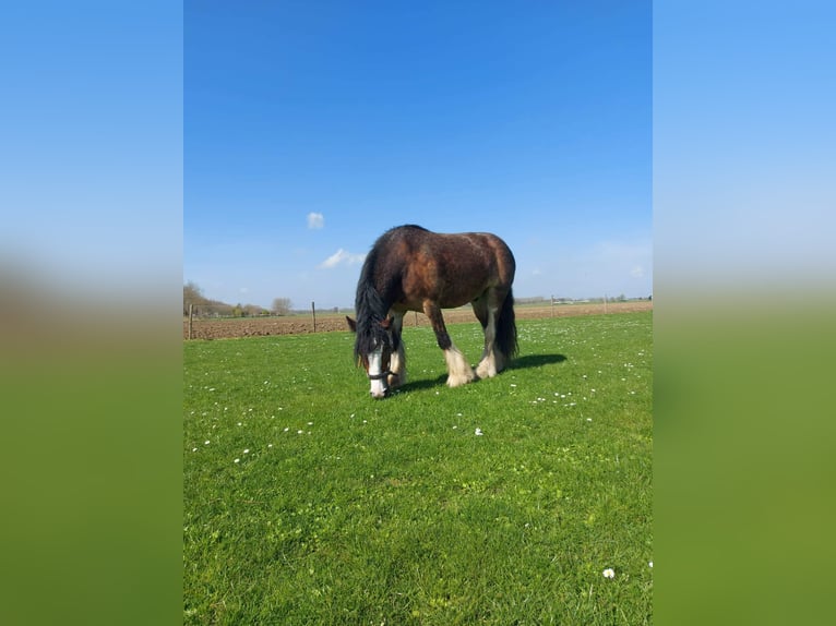 Cob Irlandese / Tinker / Gypsy Vanner Castrone 6 Anni 153 cm Baio in Numansdorp