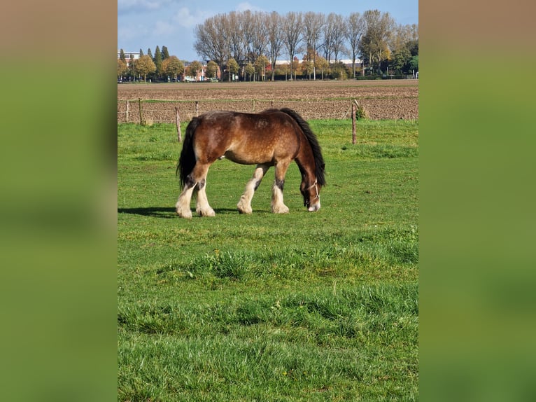 Cob Irlandese / Tinker / Gypsy Vanner Castrone 6 Anni 153 cm Baio in Numansdorp