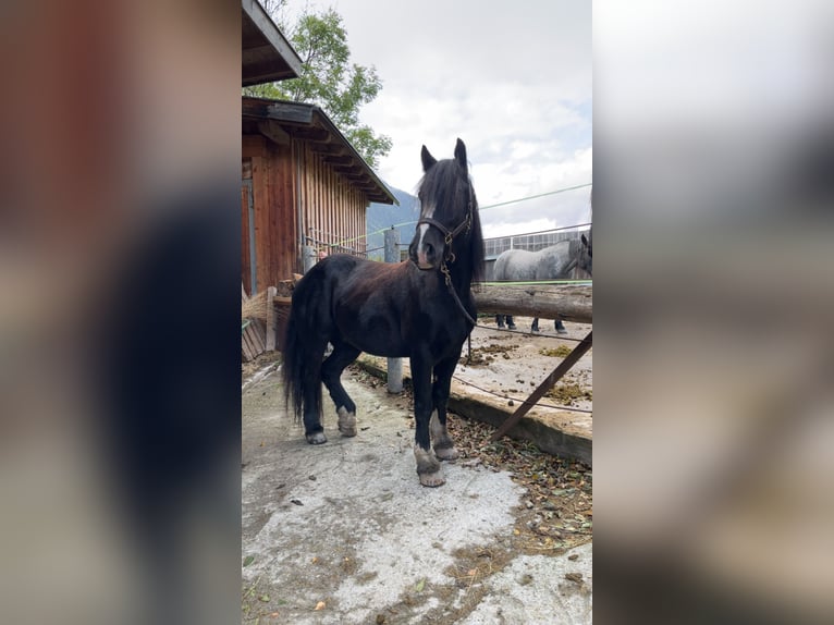 Cob Irlandese / Tinker / Gypsy Vanner Castrone 6 Anni 153 cm Morello in Umhausen