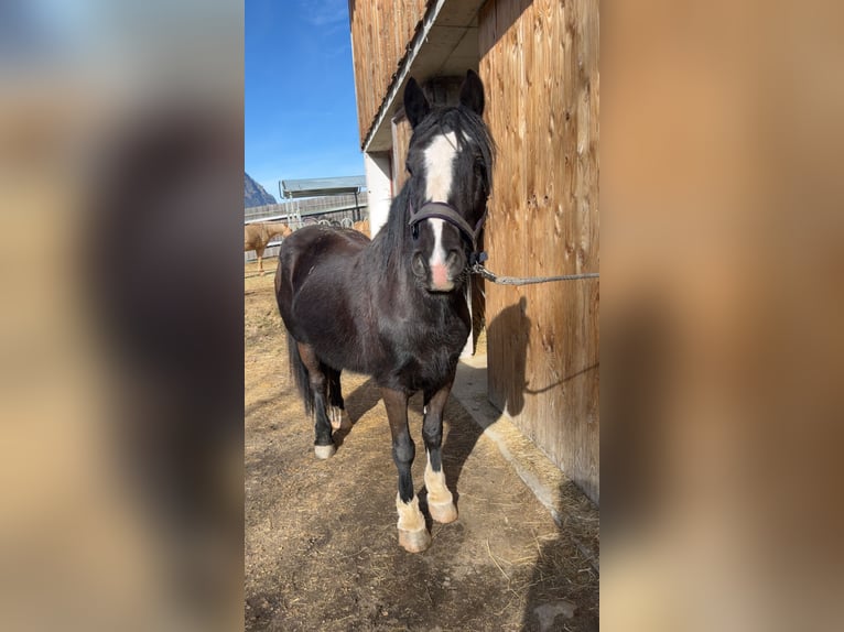 Cob Irlandese / Tinker / Gypsy Vanner Castrone 6 Anni 153 cm Morello in Umhausen