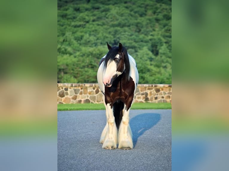 Cob Irlandese / Tinker / Gypsy Vanner Castrone 6 Anni 157 cm in Millerstown, PA