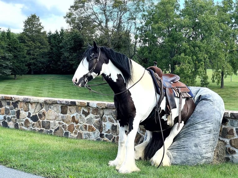 Cob Irlandese / Tinker / Gypsy Vanner Castrone 6 Anni 157 cm in Millerstown, PA