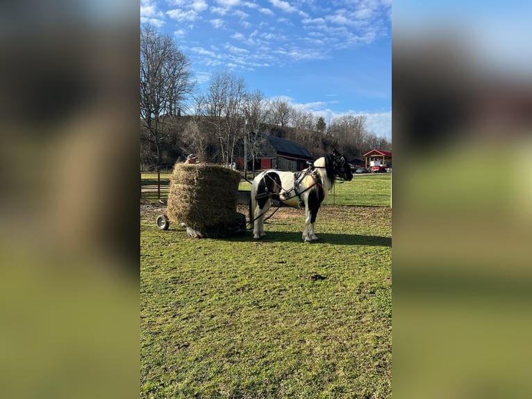 Cob Irlandese / Tinker / Gypsy Vanner Mix Castrone 6 Anni 157 cm in Mize, KY