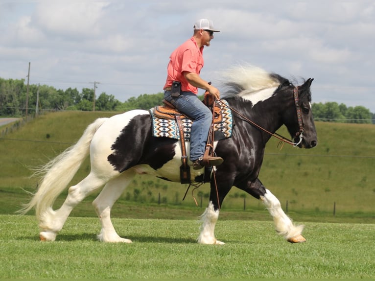 Cob Irlandese / Tinker / Gypsy Vanner Castrone 6 Anni 163 cm Tobiano-tutti i colori in Whitley City KY