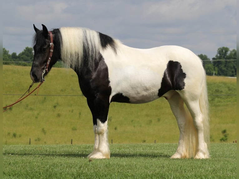 Cob Irlandese / Tinker / Gypsy Vanner Castrone 6 Anni 163 cm Tobiano-tutti i colori in Whitley City KY