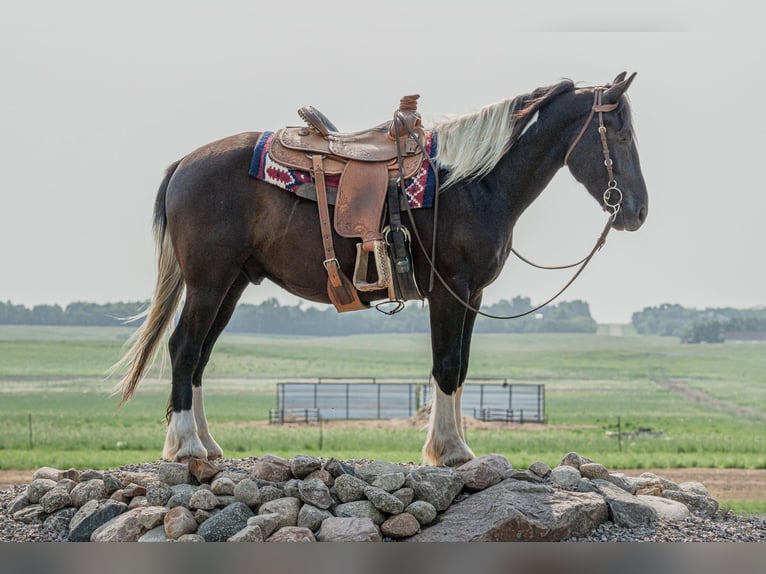 Cob Irlandese / Tinker / Gypsy Vanner Castrone 6 Anni 165 cm Tobiano-tutti i colori in Birsmark, ND