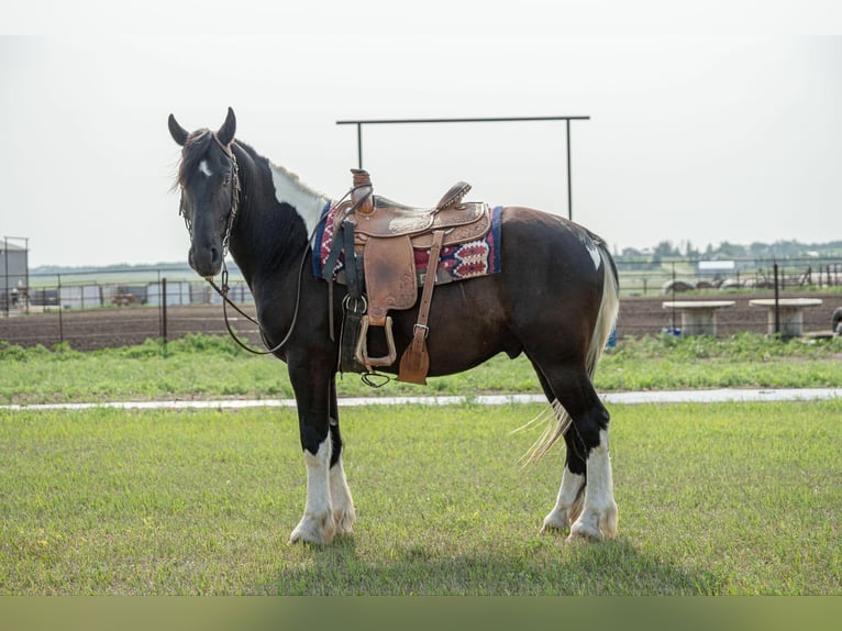 Cob Irlandese / Tinker / Gypsy Vanner Castrone 6 Anni 165 cm Tobiano-tutti i colori in Birsmark, ND