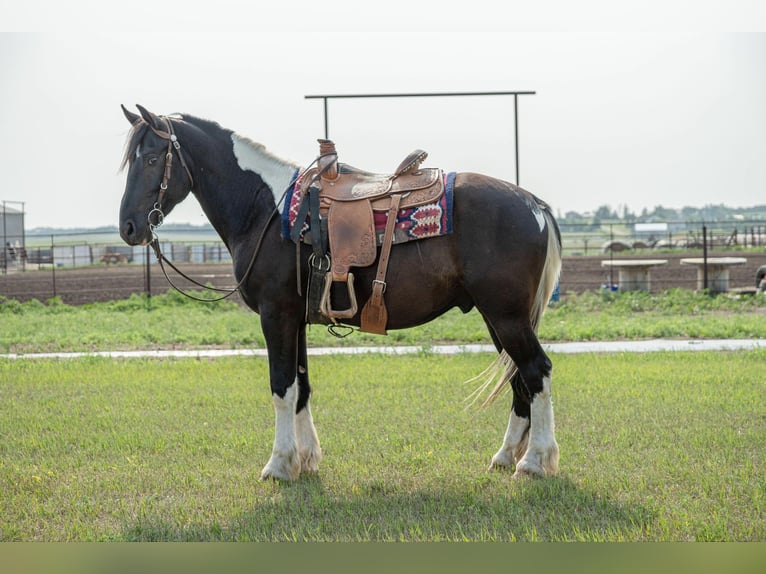 Cob Irlandese / Tinker / Gypsy Vanner Castrone 6 Anni 165 cm Tobiano-tutti i colori in Birsmark, ND