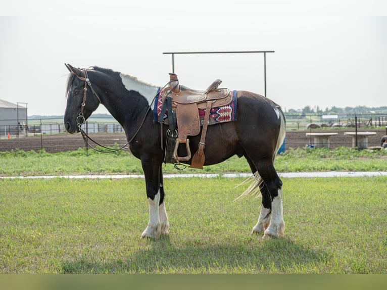 Cob Irlandese / Tinker / Gypsy Vanner Castrone 6 Anni 165 cm Tobiano-tutti i colori in Birsmark, ND