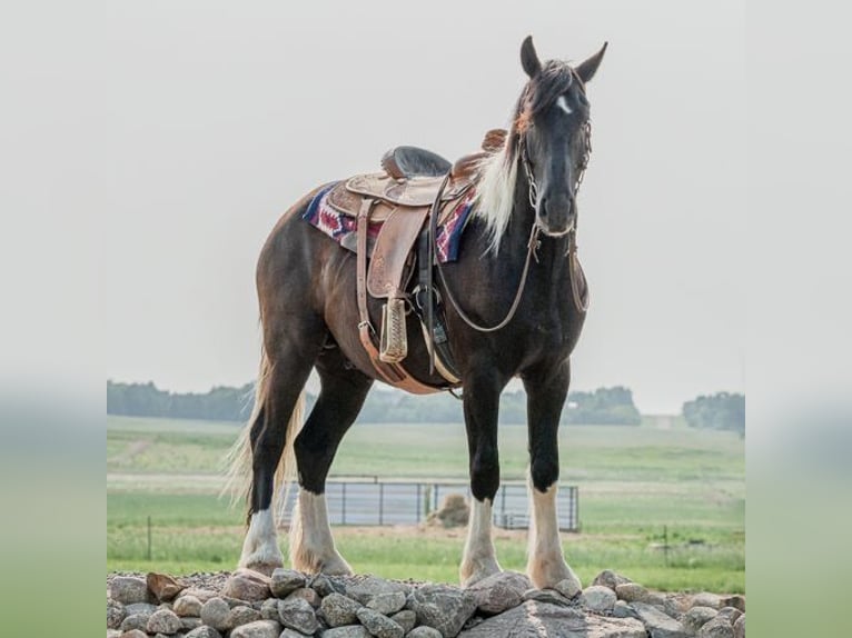 Cob Irlandese / Tinker / Gypsy Vanner Castrone 6 Anni 165 cm Tobiano-tutti i colori in Birsmark, ND