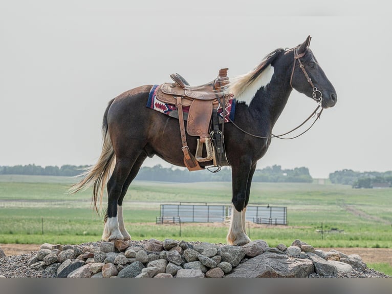 Cob Irlandese / Tinker / Gypsy Vanner Castrone 6 Anni 165 cm Tobiano-tutti i colori in Birsmark, ND