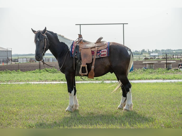 Cob Irlandese / Tinker / Gypsy Vanner Castrone 6 Anni 165 cm Tobiano-tutti i colori in Birsmark, ND