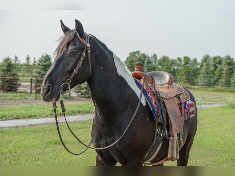 Cob Irlandese / Tinker / Gypsy Vanner Castrone 6 Anni 165 cm Tobiano-tutti i colori in Birsmark, ND