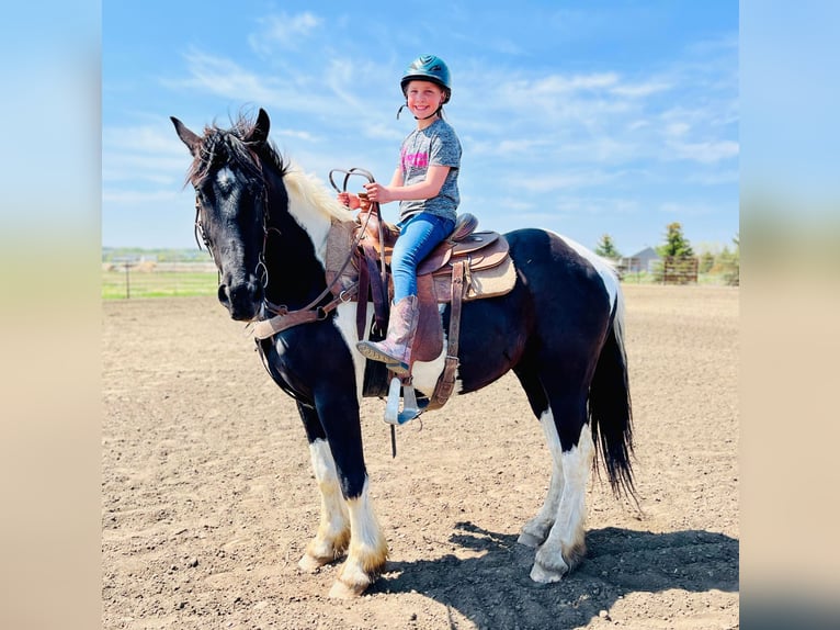 Cob Irlandese / Tinker / Gypsy Vanner Castrone 6 Anni 168 cm Tobiano-tutti i colori in Bismark ND