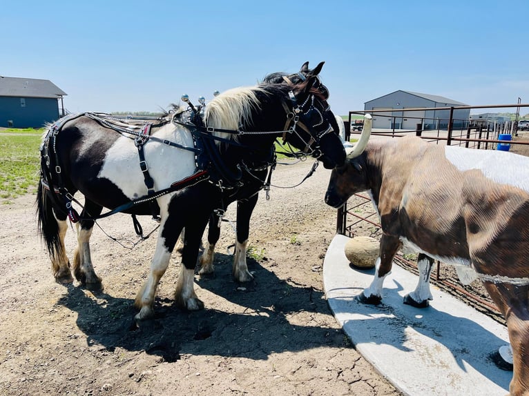 Cob Irlandese / Tinker / Gypsy Vanner Castrone 6 Anni 168 cm Tobiano-tutti i colori in Bismark ND