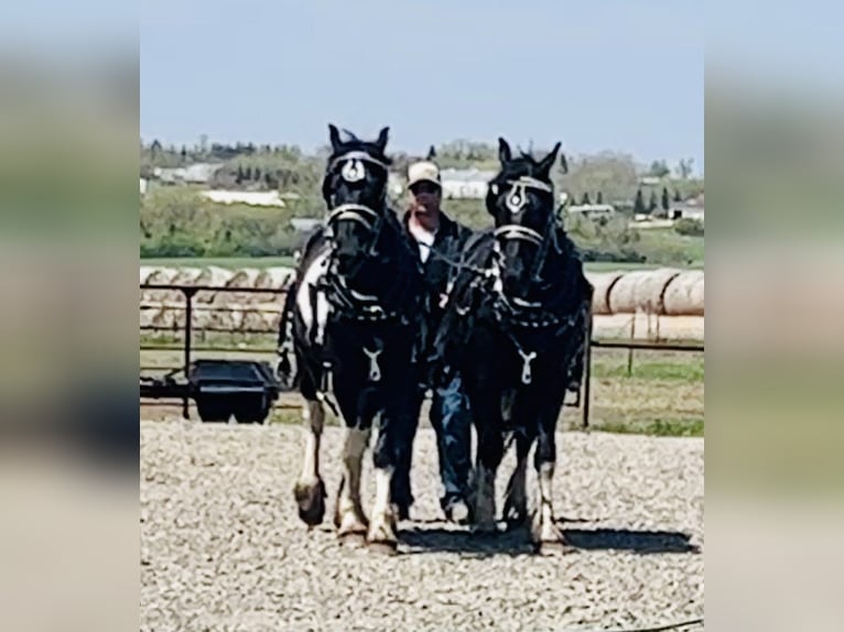 Cob Irlandese / Tinker / Gypsy Vanner Castrone 6 Anni 168 cm Tobiano-tutti i colori in Bismark ND