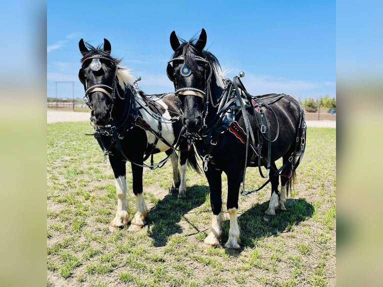 Cob Irlandese / Tinker / Gypsy Vanner Castrone 6 Anni 168 cm Tobiano-tutti i colori in Bismark ND