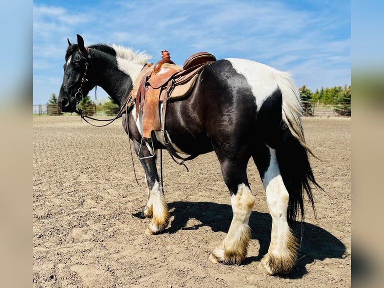 Cob Irlandese / Tinker / Gypsy Vanner Castrone 6 Anni 168 cm Tobiano-tutti i colori in Bismark ND