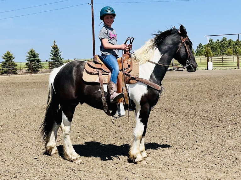 Cob Irlandese / Tinker / Gypsy Vanner Castrone 6 Anni 168 cm Tobiano-tutti i colori in Bismark ND