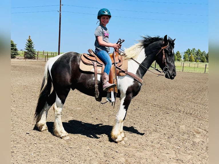 Cob Irlandese / Tinker / Gypsy Vanner Castrone 6 Anni 168 cm Tobiano-tutti i colori in Bismark ND