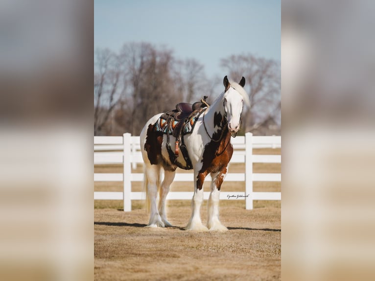 Cob Irlandese / Tinker / Gypsy Vanner Castrone 6 Anni 168 cm Tobiano-tutti i colori in INdependence IA