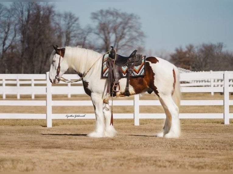 Cob Irlandese / Tinker / Gypsy Vanner Castrone 6 Anni 168 cm Tobiano-tutti i colori in INdependence IA