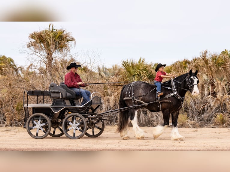 Cob Irlandese / Tinker / Gypsy Vanner Mix Castrone 6 Anni 170 cm Roano blu in Aguila, AZ