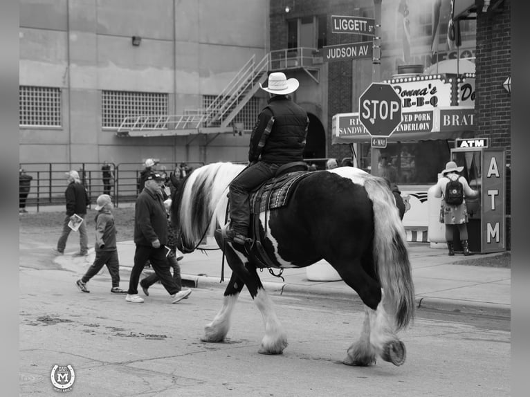 Cob Irlandese / Tinker / Gypsy Vanner Mix Castrone 6 Anni 175 cm in Windom