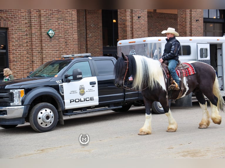 Cob Irlandese / Tinker / Gypsy Vanner Mix Castrone 6 Anni 175 cm in Windom