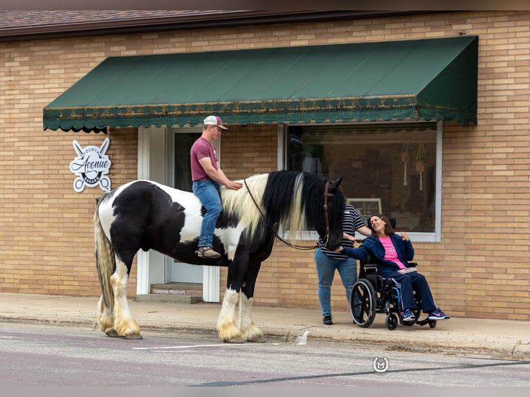 Cob Irlandese / Tinker / Gypsy Vanner Mix Castrone 6 Anni 175 cm in Windom