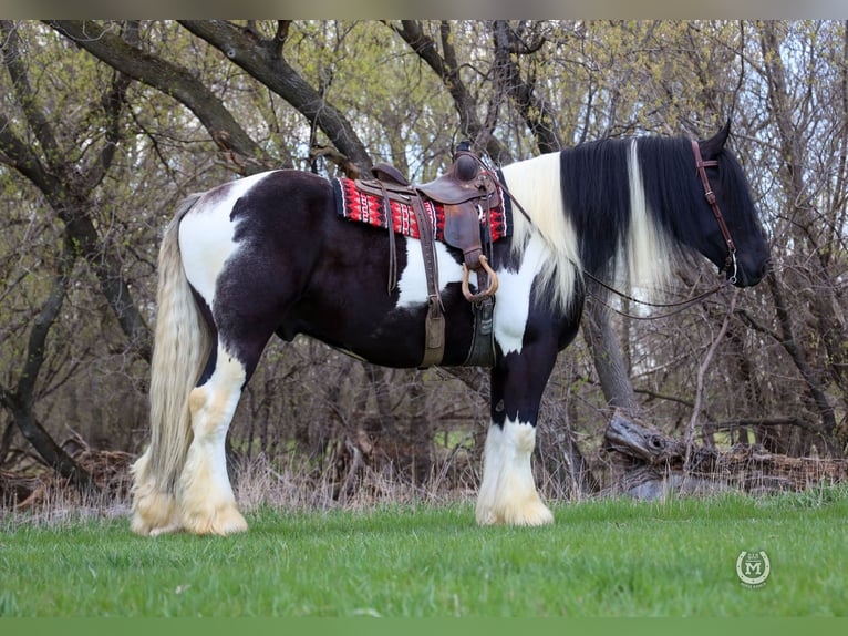 Cob Irlandese / Tinker / Gypsy Vanner Mix Castrone 6 Anni 175 cm in Windom