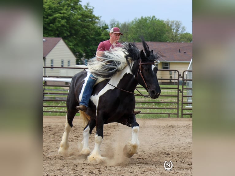 Cob Irlandese / Tinker / Gypsy Vanner Mix Castrone 6 Anni 175 cm in Windom