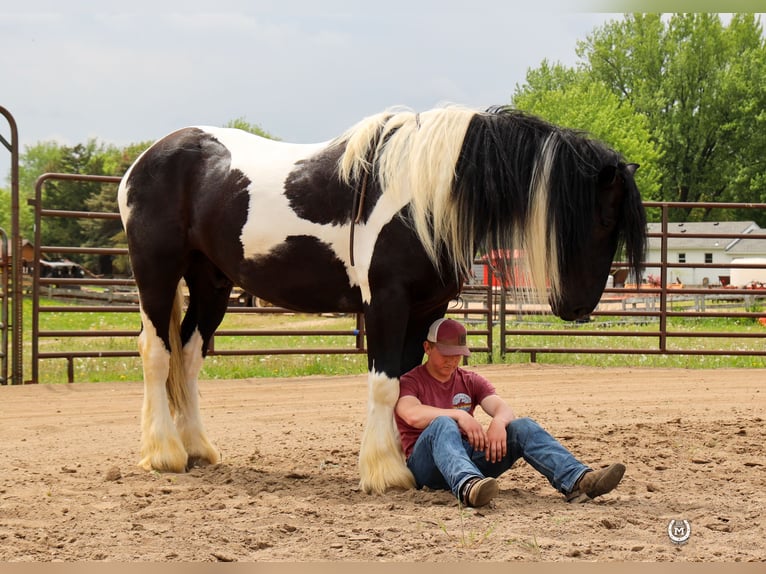 Cob Irlandese / Tinker / Gypsy Vanner Mix Castrone 6 Anni 175 cm in Windom