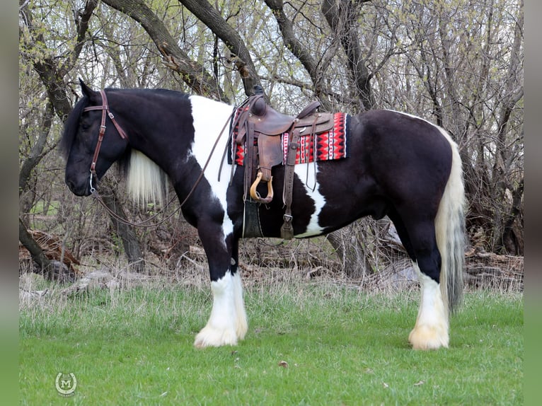 Cob Irlandese / Tinker / Gypsy Vanner Mix Castrone 6 Anni 175 cm in Windom