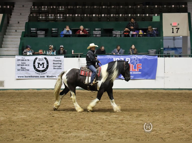 Cob Irlandese / Tinker / Gypsy Vanner Mix Castrone 6 Anni 175 cm in Windom