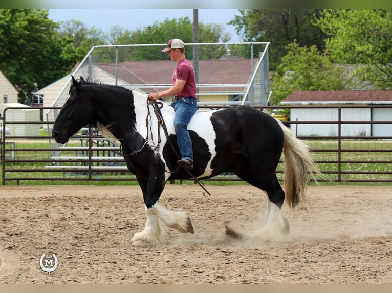 Cob Irlandese / Tinker / Gypsy Vanner Mix Castrone 6 Anni 175 cm in Windom