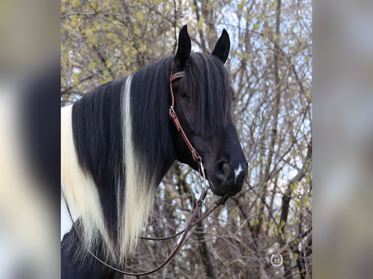 Cob Irlandese / Tinker / Gypsy Vanner Mix Castrone 6 Anni 175 cm in Windom