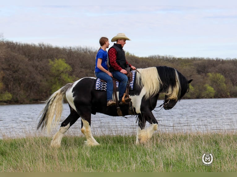 Cob Irlandese / Tinker / Gypsy Vanner Mix Castrone 6 Anni 175 cm in Windom