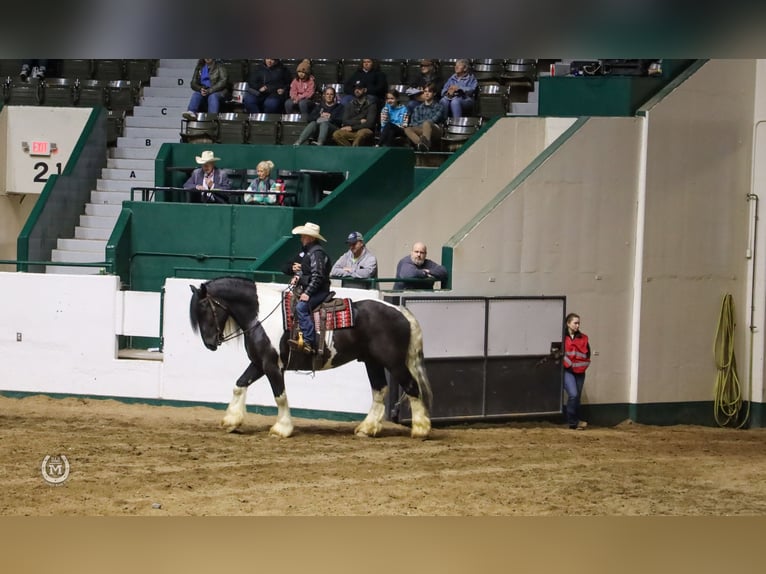 Cob Irlandese / Tinker / Gypsy Vanner Mix Castrone 6 Anni 175 cm in Windom