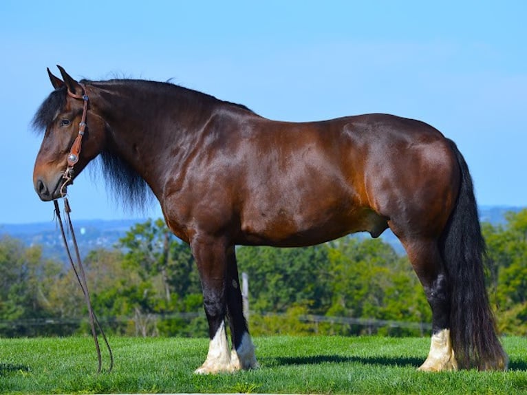 Cob Irlandese / Tinker / Gypsy Vanner Castrone 6 Anni Baio ciliegia in wooster OH