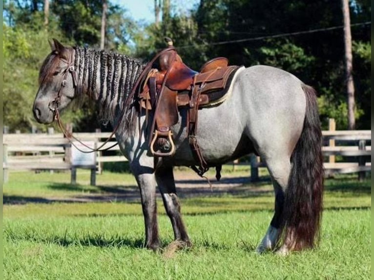 Cob Irlandese / Tinker / Gypsy Vanner Castrone 6 Anni Roano blu in Mims, FL