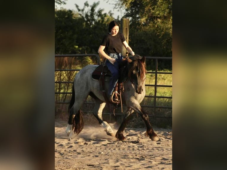 Cob Irlandese / Tinker / Gypsy Vanner Castrone 6 Anni Roano blu in Mims, FL