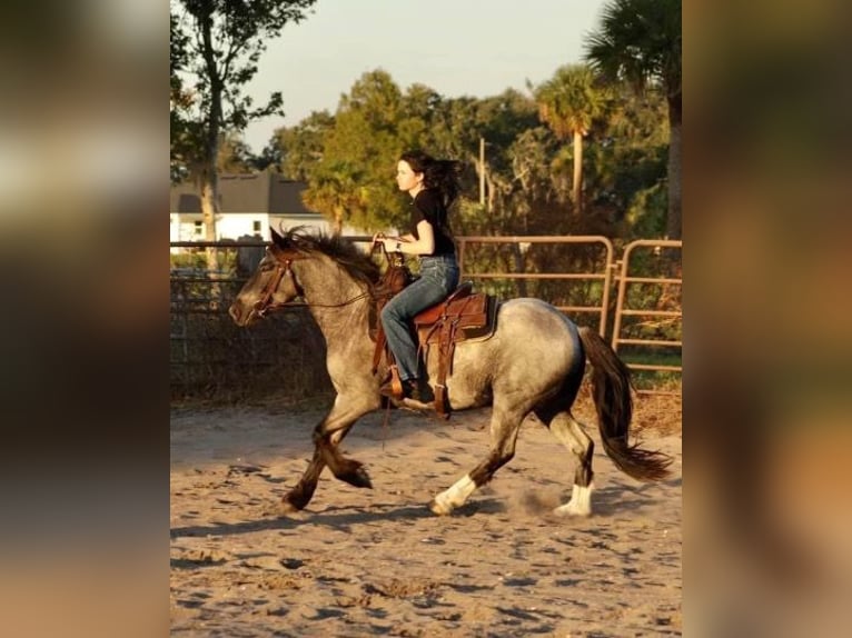 Cob Irlandese / Tinker / Gypsy Vanner Castrone 6 Anni Roano blu in Mims, FL