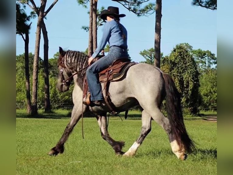 Cob Irlandese / Tinker / Gypsy Vanner Castrone 6 Anni Roano blu in Mims, FL