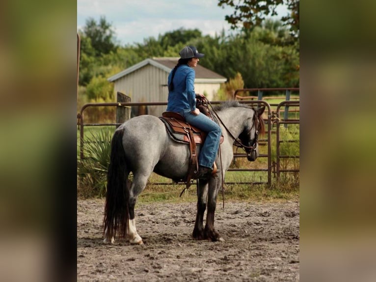 Cob Irlandese / Tinker / Gypsy Vanner Castrone 6 Anni Roano blu in Mims, FL