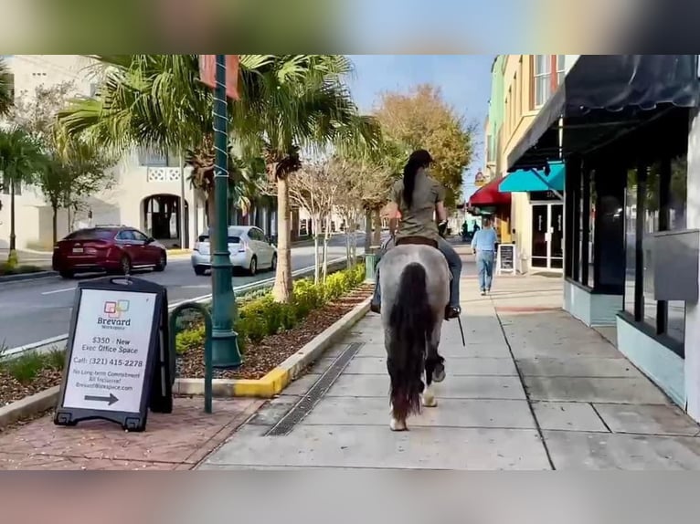 Cob Irlandese / Tinker / Gypsy Vanner Castrone 6 Anni Roano blu in Mims, FL