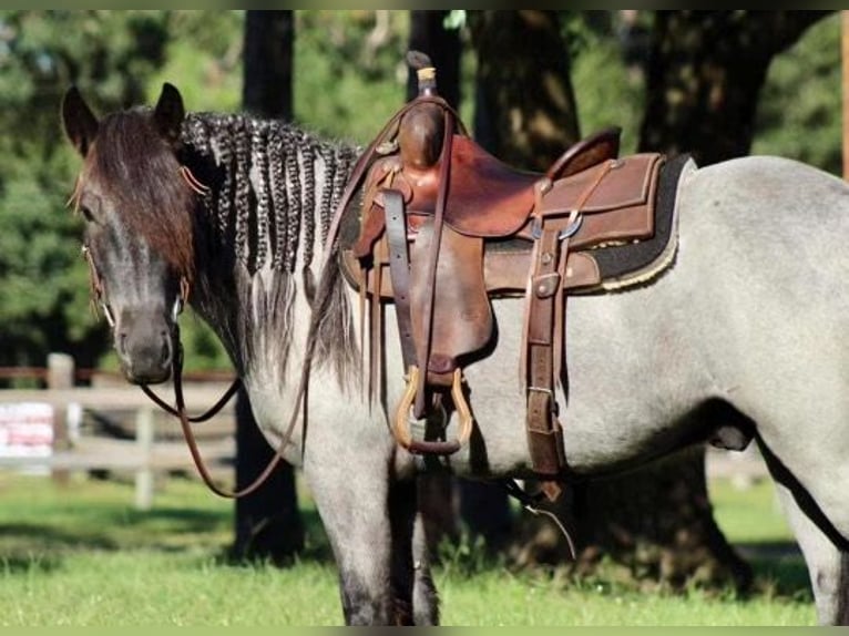 Cob Irlandese / Tinker / Gypsy Vanner Castrone 6 Anni Roano blu in Mims, FL