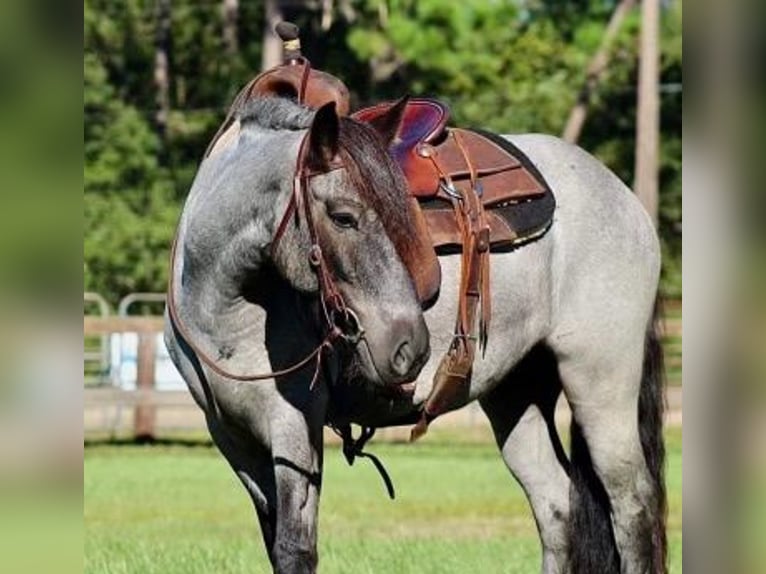 Cob Irlandese / Tinker / Gypsy Vanner Castrone 6 Anni Roano blu in Mims, FL