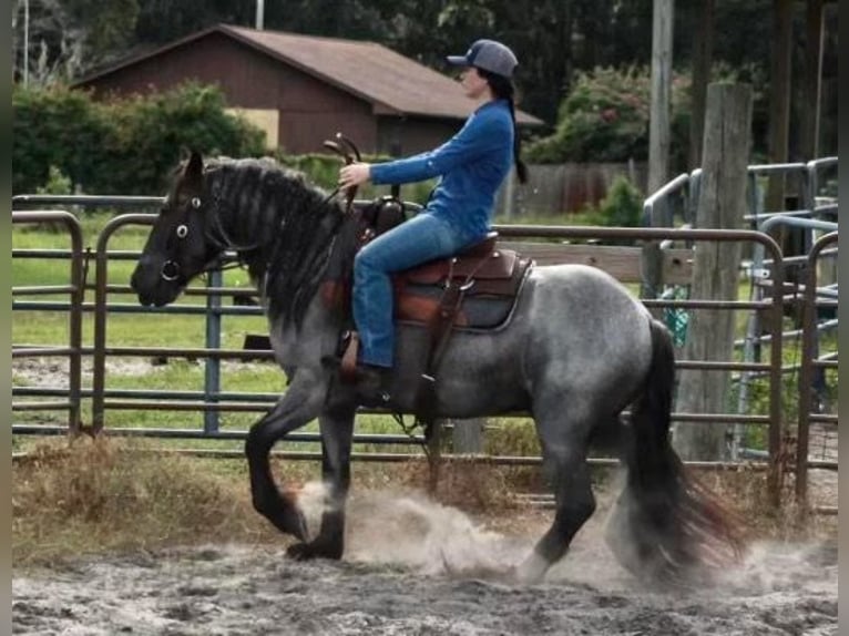 Cob Irlandese / Tinker / Gypsy Vanner Castrone 6 Anni Roano blu in Mims, FL